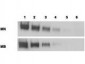 MSLN / Mesothelin Antibody (Extracellular Domain, clone MN-1)
