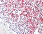 ADAM19 Antibody (aa574-588)