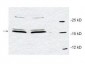 PIN1 Antibody (Internal)