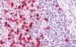 SRSF9 / SFRS9 Antibody