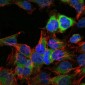 HSP90AB1 / HSP90 Alpha B1 Antibody (clone 5G4)
