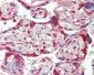 HSP90AB1 / HSP90 Alpha B1 Antibody (clone 5G4)
