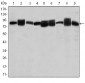 HSP90AB1 / HSP90 Alpha B1 Antibody (clone 5G4)