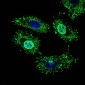 NELFA / WHSC2 Antibody (aa280-511, clone 6B11H8)