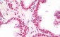 NELFA / WHSC2 Antibody (aa280-511, clone 6B11H8)