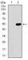 NELFA / WHSC2 Antibody (aa280-511, clone 6B11H8)