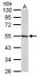 RARG / RAR-Gamma Antibody