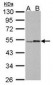 RARG / RAR-Gamma Antibody