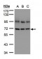 LMNB1 / Lamin B1 Antibody (aa289-574)