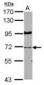 LMNB1 / Lamin B1 Antibody (aa289-574)