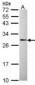 DCXR Antibody (aa182-244)