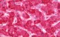 FH / Fumarase / MCL Antibody (aa89-365)