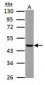 FH / Fumarase / MCL Antibody (aa89-365)