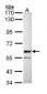 PPP3CB Antibody (aa1-228)