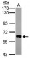 PPP3CB Antibody (aa1-228)