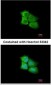 PCMT1 Antibody (aa10-227)