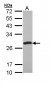 PCMT1 Antibody (aa10-227)