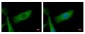 NDUFS2 Antibody (aa200-430)