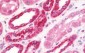 NDUFS2 Antibody (aa200-430)