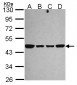NDUFS2 Antibody (aa200-430)