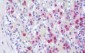 CTSG / Cathepsin G Antibody (aa71-120)