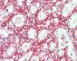 CTHRC1 Antibody (clone 1G12)