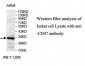 CD47 Antibody (aa23-140)