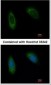 TRAM1 Antibody (aa310-374)