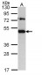 TRAM1 Antibody (aa310-374)