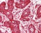 ACTG1 / Gamma Actin Antibody (N-Terminus, clone 2A3)