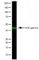 ACTG1 / Gamma Actin Antibody (N-Terminus, clone 2A3)