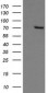 GLB1 / Beta-Galactosidase Antibody (clone 10B2)