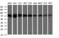 GLB1 / Beta-Galactosidase Antibody (clone 10B2)