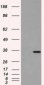 CD32A Antibody (clone 13D7)