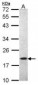 AIF1 / IBA1 Antibody (aa85-147)