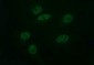 CD163 Antibody (clone 2C7)