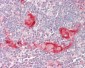 BID Antibody (C-Terminus)