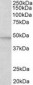 MAPK9 / JNK2 / SAPK Antibody (aa217-230)