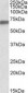 LMNB1 / Lamin B1 Antibody (aa526-537)