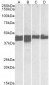 CKM / Creatine Kinase MM Antibody (N-Terminus)