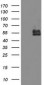 BCAT1 / ECA39 Antibody (clone 3F5)