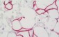 SLC7A5 / CD98 Light Chain Antibody