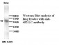 SLC7A5 / CD98 Light Chain Antibody