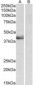 SERPINB1 Antibody (aa130-143)