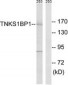 TNKS1BP1 / TAB182 Antibody (aa1601-1650)