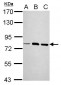 LOXL2 Antibody (aa454-742)