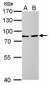 LOXL2 Antibody (aa454-742)