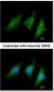 CD55 Antibody (aa71-330)