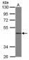CD55 Antibody (aa71-330)
