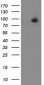 ALDH1L1 Antibody (clone 2A6)